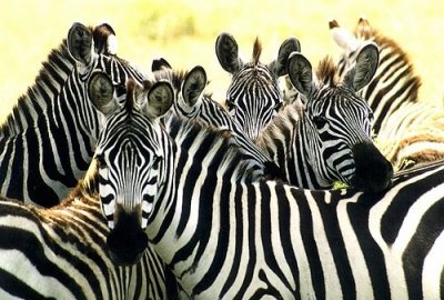 Zebras huddled in a group.jpg